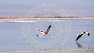Flamingos in flight in the Atacama Desert