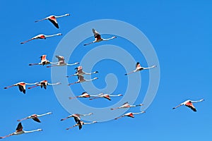 Flamingos in flight photo