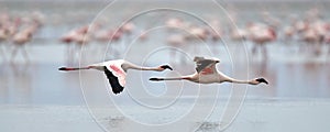 Flamingos in flight. Flying flamingos over the water of Natron Lake.