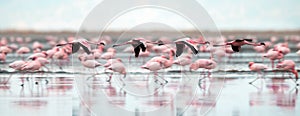 Flamingos in flight. Flying flamingos over the water of Natron Lake.