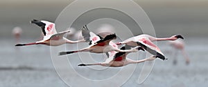 Flamingos in flight. Flying flamingos over the water of Natron Lake. Lesser flamingo. Scientific name: