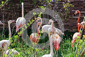 Flamingos flock. Colorful birds with long necks.