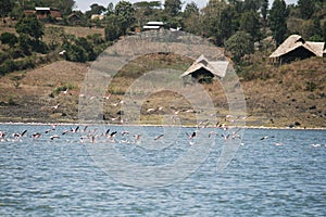 Flamingos flock photo