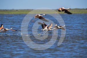 Flamingos flock on a migratory journey, La Pampa