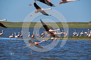 Flamingos flock on a migratory journey, La Pampa Province