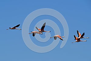 Flamingos flock on a migratory journey, La Pampa Province,
