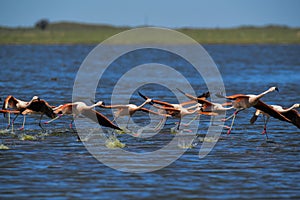 Flamingos flock on a migratory journey, La Pampa Province