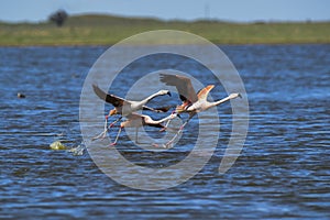 Flamingos flock on a migratory journey, La Pampa Province,