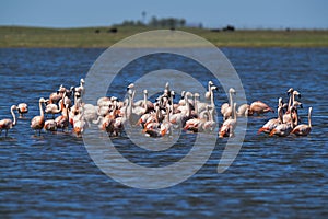 Flamingos flock on a migratory journey, La Pampa Province,