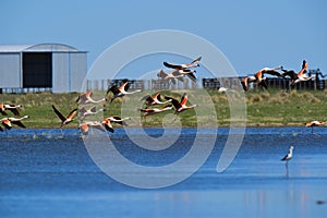 Flamingos flock on a migratory journey, La Pampa Province,