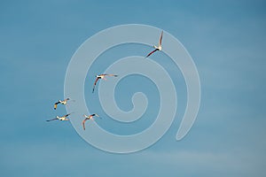 Flamingos flying in the blue sky