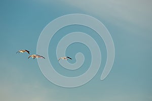 Flamingos flying in the blue sky