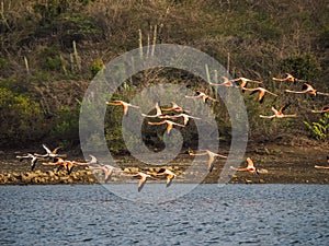 Flamingos flying on the Caribbean island of Curacao