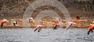 Flamingos flying on the Caribbean island of Curacao