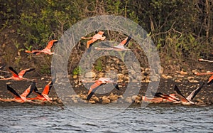 Flamingos flying on the Caribbean island of Curacao