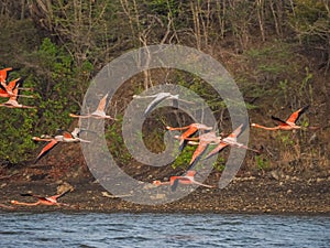 Flamingos flying on the Caribbean island of Curacao