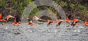 Flamingos flying on the Caribbean island of Curacao