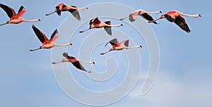 Flamingos flying. photo