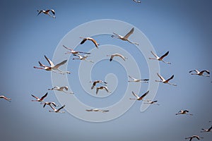 Flamingos flying over Ras Al Khor Wildlife Sanctuary in Dubai, birds against clear blue sky