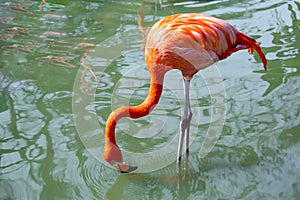 Flamingos are foraging on the swamp.