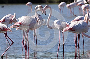 Flamingos form a heart shape