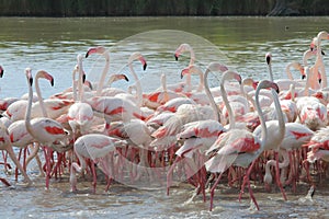 Flamingos in the french Camargue