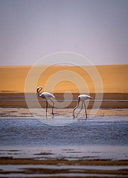Flamingos in front of the dunes of the namib in namibia