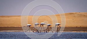 Flamingos in front of the dunes of the namib in namibia