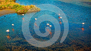 Flamingos of the Galapagos