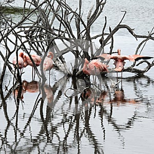 Flamingos, Galapagos Islands photo