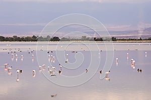 Flamingos gathering in a smooth lake in Amboseli Nationalpark