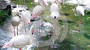 Flamingos are gathering together in the zoo.