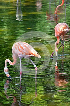 Flamingos in green water