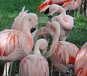 Flamingos: Group Discussion