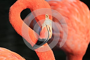 Flamingos head in profile