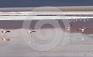 Flamingos on the high altitude plateau of Chile, Bolivia and Peru