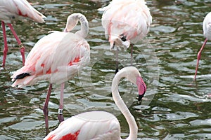 Flamingos Hong Kong