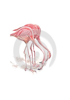 Flamingos illustration