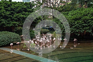 Flamingos at the Kowloon Park in Hong Kong