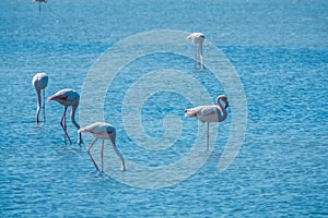 Flamingos in KuÃÅ¸ Cenneti, Bird Paradise