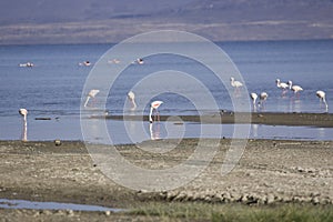Flamingos at Lac Abbe volcanic area in Djibouti