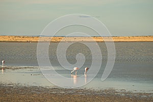 Flamingos in a lagoon of Chilean Patagonia