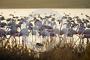 Flamingos at lagoon Fuente de Piedra