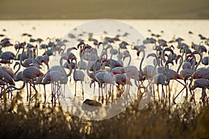 Flamingos at lagoon Fuente de Piedra photo