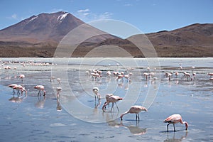 Flamingos in Lagoon Hedionda, Bolivia, Atacama desert