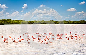 Flamingos at a lagoon Rio Lagartos, Yucatan, Mexico