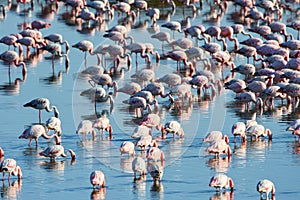 Flamingos in lagoon of Walwis bay, Namibia, Africa