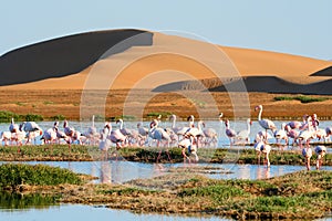 Flamingos in lagoon of Walwis bay, sandy dunas on the background. Namibia, Africa