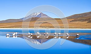 Flamingos on Laguna Celeste, Bolivia photo