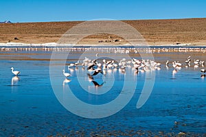 Flamingos in Laguna Collpa lake